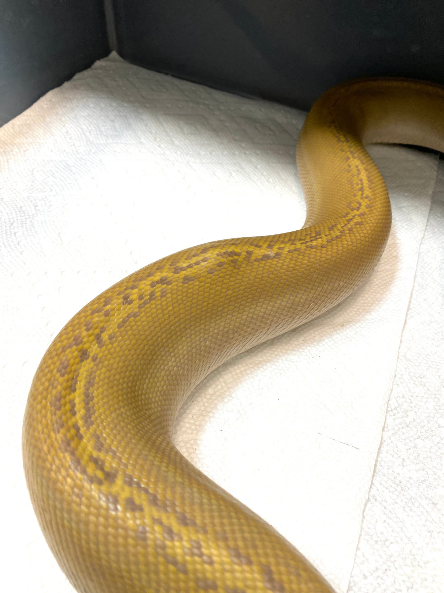 Orange Glow Motley Golden Child Reticulated Python (7 Foot Male) – The ...